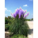  Purple Pampas Grass Seeds Ornamental home garden bonsai pot Plants Flowers seeds New Rare Cortaderia Selloana 600PCS