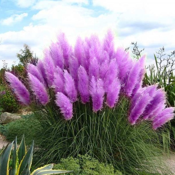  Purple Pampas Grass Seeds Ornamental home garden bonsai pot Plants Flowers seeds New Rare Cortaderia Selloana 600PCS