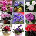 100 PCS 24 Colors Violet Seeds, african violet seeds, Garden potted Plants Violet Flowers Perennial Herb Matthiola Incana Seed