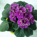 100 PCS 24 Colors Violet Seeds, african violet seeds, Garden potted Plants Violet Flowers Perennial Herb Matthiola Incana Seed