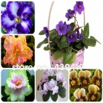 100 PCS 24 Colors Violet Seeds, african violet seeds, Garden potted Plants Violet Flowers Perennial Herb Matthiola Incana Seed