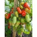 100 PCS big cherry tomato tree seeds italy new tomato seeds NO-GMO fruit and vegetable seeds for home garden planting