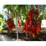 100 PCS big cherry tomato tree seeds italy new tomato seeds NO-GMO fruit and vegetable seeds for home garden planting