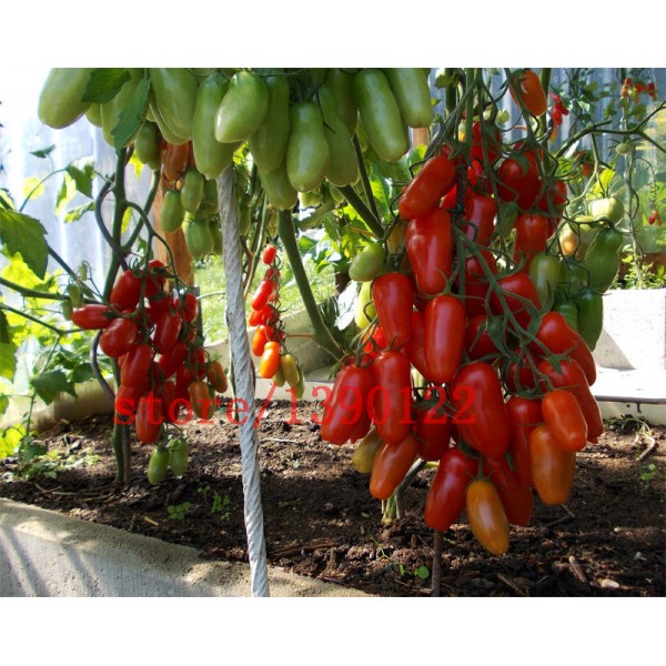 100 PCS big cherry tomato tree seeds italy new tomato seeds NO-GMO fruit and vegetable seeds for home garden planting