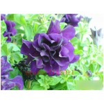 100 pcs/bag blue petunia seeds,flowers petunia,beautiful bonsai flower seeds,Natural growth petunia plant pot for home garden