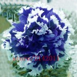 100 pcs/bag blue petunia seeds,flowers petunia,beautiful bonsai flower seeds,Natural growth petunia plant pot for home garden