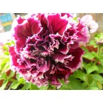 100 pcs/bag blue petunia seeds,flowers petunia,beautiful bonsai flower seeds,Natural growth petunia plant pot for home garden