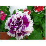 100 pcs/bag blue petunia seeds,flowers petunia,beautiful bonsai flower seeds,Natural growth petunia plant pot for home garden