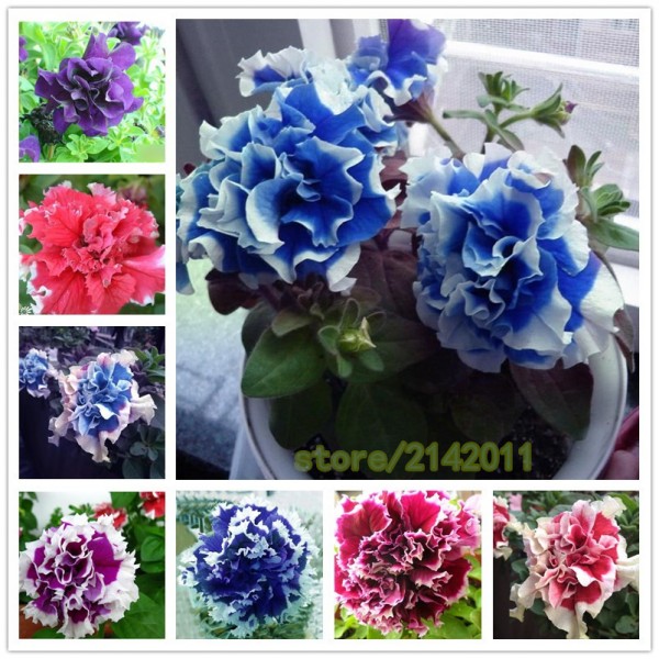 100 pcs/bag blue petunia seeds,flowers petunia,beautiful bonsai flower seeds,Natural growth petunia plant pot for home garden