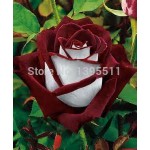 100 rare rose seeds Black Rose Flower with Red Edge Rare Rose  Flowers Seeds.For Garden Bonsai Planting