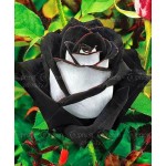 100 rare rose seeds Black Rose Flower with Red Edge Rare Rose  Flowers Seeds.For Garden Bonsai Planting