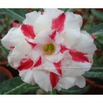 100% true Desert Rose Seeds Ornamental Plants Balcony Bonsai Potted Flowers Seeds Adenium Obesum Seed - 5 Particles / lot