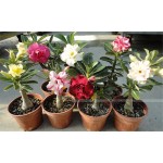 100% true Desert Rose Seeds Ornamental Plants Balcony Bonsai Potted Flowers Seeds Adenium Obesum Seed - 5 Particles / lot