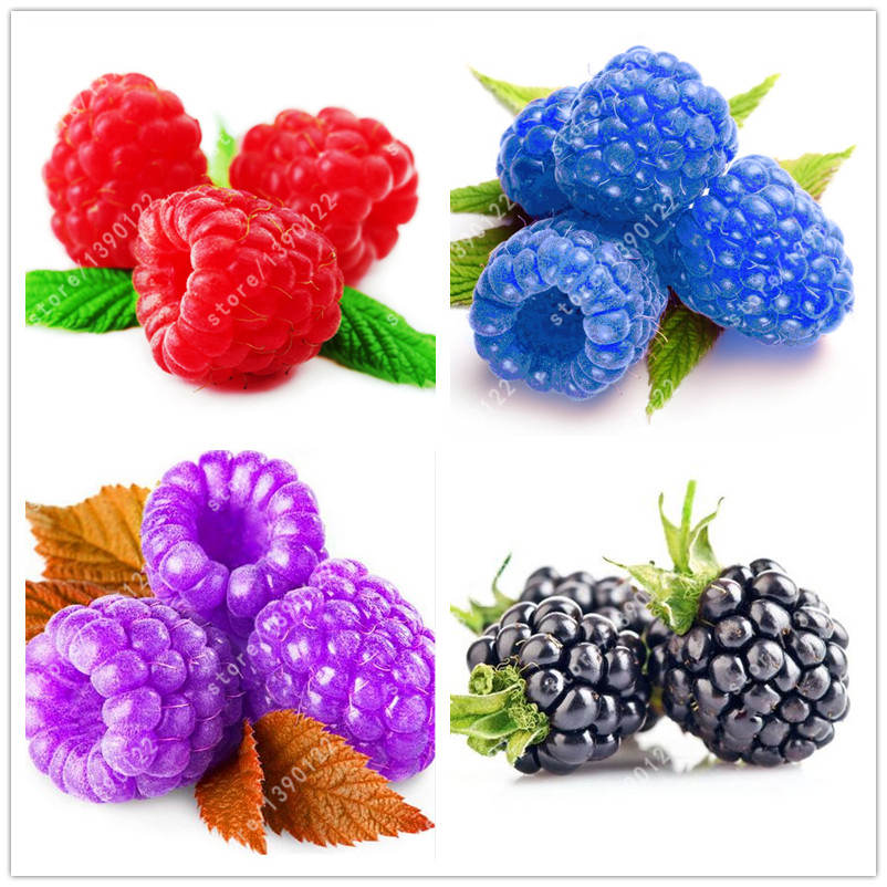 1000pcs rare raspberry seeds organic fruit seeds green red blue purple