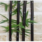 100PCS Black Bamboo Seeds Phyllostachys Nigra Bonsai Seeds Home Garden  flower pot planters free shipping