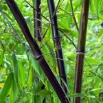 100PCS Black Bamboo Seeds Phyllostachys Nigra Bonsai Seeds Home Garden  flower pot planters free shipping