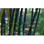 100PCS Black Bamboo Seeds Phyllostachys Nigra Bonsai Seeds Home Garden  flower pot planters free shipping