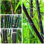 100PCS Black Bamboo Seeds Phyllostachys Nigra Bonsai Seeds Home Garden  flower pot planters free shipping