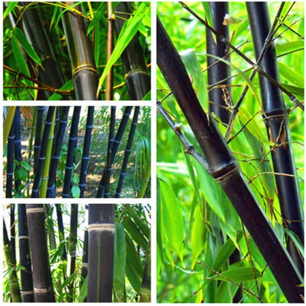 100PCS Black Bamboo Seeds Phyllostachys Nigra Bonsai Seeds Home Garden  flower pot planters free shipping