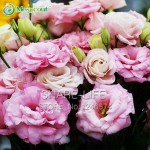 100PCS Red Eustoma Seeds Perennial Flowering Plants Lisianthus Multicolor for DIY Home & Garden