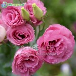 100PCS Red Eustoma Seeds Perennial Flowering Plants Lisianthus Multicolor for DIY Home & Garden