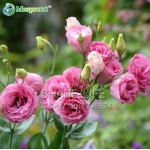 100PCS Red Eustoma Seeds Perennial Flowering Plants Lisianthus Multicolor for DIY Home & Garden