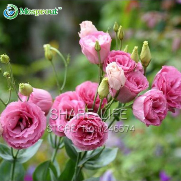 100PCS Red Eustoma Seeds Perennial Flowering Plants Lisianthus Multicolor for DIY Home & Garden