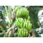 100PCS/Bag Imported Banana Seeds Milk Taste Beautiful Delicious Fruit Seeds