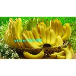 100PCS/Bag Imported Banana Seeds Milk Taste Beautiful Delicious Fruit Seeds