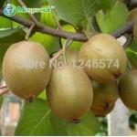 100pcs Kiwi fruit seeds, Thailand Mini Kiwi Fruit Seeds flower,Bonsai plants,delicious mini kiwi Vegetable seeds, free shipping