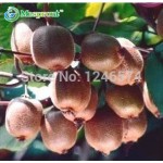 100pcs Kiwi fruit seeds, Thailand Mini Kiwi Fruit Seeds flower,Bonsai plants,delicious mini kiwi Vegetable seeds, free shipping