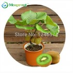 100pcs Kiwi fruit seeds, Thailand Mini Kiwi Fruit Seeds flower,Bonsai plants,delicious mini kiwi Vegetable seeds, free shipping