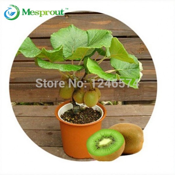 100pcs Kiwi fruit seeds, Thailand Mini Kiwi Fruit Seeds flower,Bonsai plants,delicious mini kiwi Vegetable seeds, free shipping