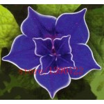 100pcs/bag Picotee Blue Morning Glory seeds,rare petunia seeds,bonsai flower seeds,plant for home garden Easy to Grow!