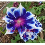 100pcs/bag Picotee Blue Morning Glory seeds,rare petunia seeds,bonsai flower seeds,plant for home garden Easy to Grow!