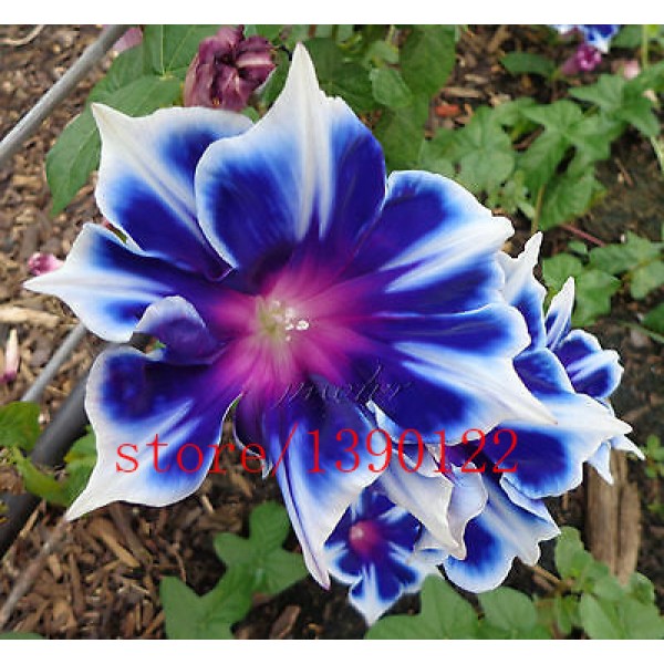 100pcs/bag Picotee Blue Morning Glory seeds,rare petunia seeds,bonsai flower seeds,plant for home garden Easy to Grow!