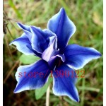 100pcs/bag Picotee Blue Morning Glory seeds,rare petunia seeds,bonsai flower seeds,plant for home garden Easy to Grow!