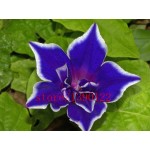 100pcs/bag Picotee Blue Morning Glory seeds,rare petunia seeds,bonsai flower seeds,plant for home garden Easy to Grow!