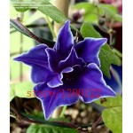 100pcs/bag Picotee Blue Morning Glory seeds,rare petunia seeds,bonsai flower seeds,plant for home garden Easy to Grow!