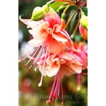 120 seeds /bag Fuchsia seeds  lantern flower indoor balcony bonsai seed flower  seeds