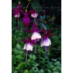 120 seeds /bag Fuchsia seeds  lantern flower indoor balcony bonsai seed flower  seeds