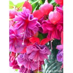 120 seeds /bag Fuchsia seeds  lantern flower indoor balcony bonsai seed flower  seeds