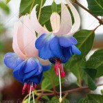 120 seeds /bag Fuchsia seeds  lantern flower indoor balcony bonsai seed flower  seeds