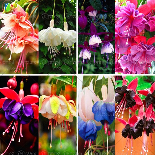 120 seeds /bag Fuchsia seeds  lantern flower indoor balcony bonsai seed flower  seeds