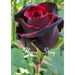 20 Black Rose Seeds--with red edge, rare color ,popular garden flower Seeds Perennial Bush or Bonsai Flower