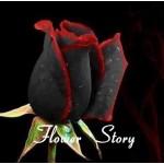 20 Black Rose Seeds--with red edge, rare color ,popular garden flower Seeds Perennial Bush or Bonsai Flower