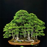 20 juniper bonsai tree Seeds  potted flowers office bonsai purify the air absorb harmful gases 