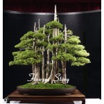 20 juniper bonsai tree Seeds  potted flowers office bonsai purify the air absorb harmful gases 