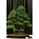 20 juniper bonsai tree Seeds  potted flowers office bonsai purify the air absorb harmful gases 