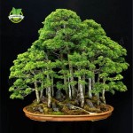 20 juniper bonsai tree Seeds  potted flowers office bonsai purify the air absorb harmful gases 